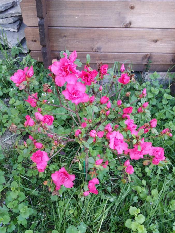 Bed and Breakfast R&B Albero Cavo Parma Esterno foto